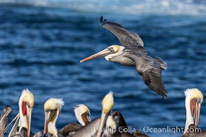 California Brown Pelican Soaring over the Ocean, Pelecanus occidentalis, Pelecanus occidentalis californicus, La Jolla