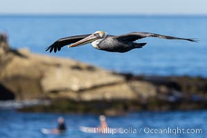 California Brown Pelican Soaring over the Ocean, two paddleboarders and Point La Jolla in the background, Pelecanus occidentalis, Pelecanus occidentalis californicus