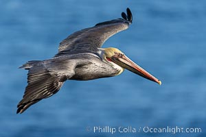 California Brown Pelican Soaring over the Ocean, Pelecanus occidentalis, Pelecanus occidentalis californicus, La Jolla