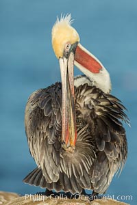 A brown pelican preening, reaching with its beak to the uropygial gland (preen gland) near the base of its tail. Preen oil from the uropygial gland is spread by the pelican's beak and back of its head to all other feathers on the pelican, helping to keep them water resistant and dry. La Jolla, California, USA, Pelecanus occidentalis, Pelecanus occidentalis californicus, natural history stock photograph, photo id 30326