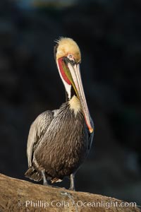 Brown pelican portrait, displaying winter breeding plumage with distinctive dark brown nape, yellow head feathers and red gular throat pouch