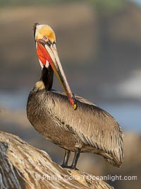 California brown pelican, showing characteristic winter plumage including red/olive throat, brown hindneck, yellow and white head colors, Pelecanus occidentalis, Pelecanus occidentalis californicus, La Jolla
