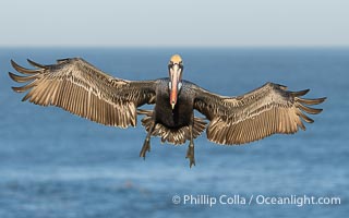 California Brown Pelican with Wings Outstretched Ready to Land on Ocean Cliffs in La Jolla, early morning light, Pelecanus occidentalis californicus, Pelecanus occidentalis