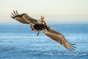 California Brown Pelican with Wings Outstretched Ready to Land on Ocean Cliffs in La Jolla, early morning light, Pelecanus occidentalis californicus, Pelecanus occidentalis