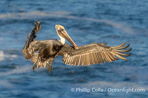 California Brown Pelican with Wings Outstretched Ready to Land on Ocean Cliffs in La Jolla, early morning light, Pelecanus occidentalis californicus, Pelecanus occidentalis