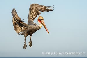 California Brown Pelican with Wings Outstretched Ready to Land on Ocean Cliffs in La Jolla, early morning light, Pelecanus occidentalis californicus, Pelecanus occidentalis