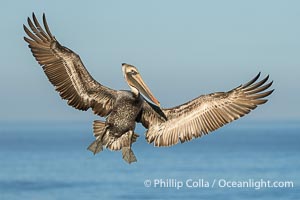 California Brown Pelican with Wings Outstretched Ready to Land on Ocean Cliffs in La Jolla, early morning light, Pelecanus occidentalis californicus, Pelecanus occidentalis