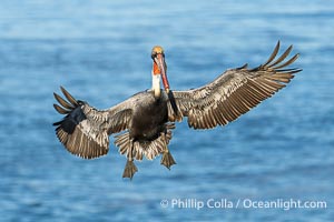 California Brown Pelican with Wings Outstretched Ready to Land on Ocean Cliffs in La Jolla, early morning light, Pelecanus occidentalis californicus, Pelecanus occidentalis