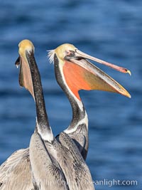 Brown pelicans jousting, with bright red throat, yellow and white head and brown hind neck, winter plumage, Pelecanus occidentalis, Pelecanus occidentalis californicus, La Jolla, California