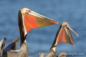 Brown pelicans jousting, with bright red throat, yellow and white head and brown hind neck, winter plumage.