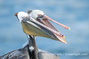 California brown pelicans socializing and clapping each other with their large beaks, on cliffs over the Pacific Ocean in San Diego, Pelecanus occidentalis, Pelecanus occidentalis californicus, La Jolla