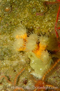 California cup coral, Dendrophyllia californica