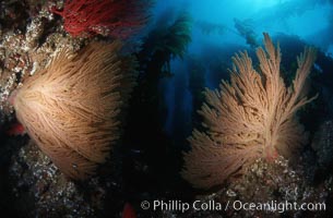 California Golden gorgonian in kelp forest, Macrocystis pyrifera, Muricea californica, San Clemente Island