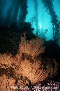 California Golden gorgonian in kelp forest, Macrocystis pyrifera, Muricea californica, San Clemente Island