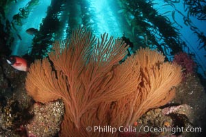 California Golden gorgonian in kelp forest, Macrocystis pyrifera, Muricea californica, San Clemente Island