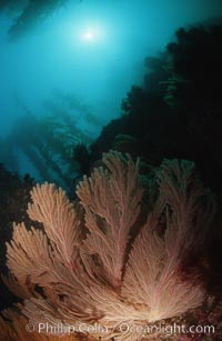 California golden gorgonian, Muricea californica, San Clemente Island