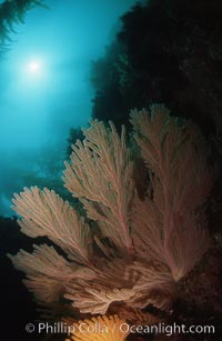 California golden gorgonian, Muricea californica, San Clemente Island