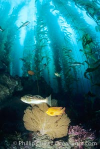 Gorgonian, garibaldi, kelp bass (calico bass) in kelp forest, San Clemente I, Hypsypops rubicundus, Macrocystis pyrifera, Muricea californica, San Clemente Island