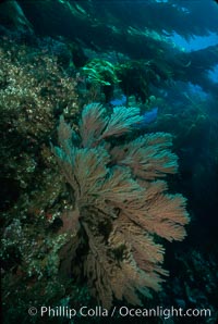 California Golden gorgonian in kelp forest, Macrocystis pyrifera, Muricea californica, San Clemente Island