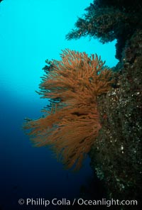 California Golden gorgonian, Muricea californica, San Clemente Island