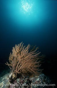 California Golden gorgonian, Muricea californica, San Clemente Island