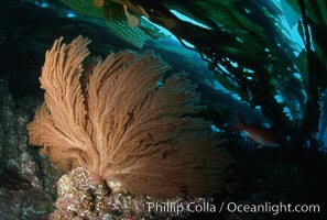 California Golden gorgonian in kelp forest, Macrocystis pyrifera, Muricea californica, San Clemente Island