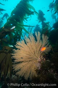 Garibaldi and California golden gorgonian on underwater rocky reef, San Clemente Island. The golden gorgonian is a filter-feeding temperate colonial species that lives on the rocky bottom at depths between 50 to 200 feet deep. Each individual polyp is a distinct animal, together they secrete calcium that forms the structure of the colony. Gorgonians are oriented at right angles to prevailing water currents to capture plankton drifting by, Hypsypops rubicundus, Muricea californica