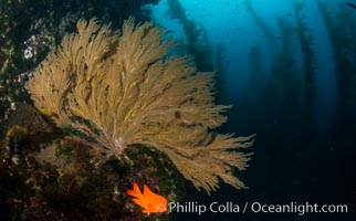 Garibaldi and California golden gorgonian on underwater rocky reef, San Clemente Island. The golden gorgonian is a filter-feeding temperate colonial species that lives on the rocky bottom at depths between 50 to 200 feet deep. Each individual polyp is a distinct animal, together they secrete calcium that forms the structure of the colony. Gorgonians are oriented at right angles to prevailing water currents to capture plankton drifting by, Hypsypops rubicundus, Muricea californica