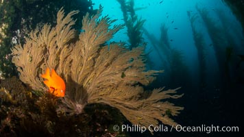 Garibaldi and California golden gorgonian on underwater rocky reef, San Clemente Island. The golden gorgonian is a filter-feeding temperate colonial species that lives on the rocky bottom at depths between 50 to 200 feet deep. Each individual polyp is a distinct animal, together they secrete calcium that forms the structure of the colony. Gorgonians are oriented at right angles to prevailing water currents to capture plankton drifting by, Hypsypops rubicundus, Muricea californica