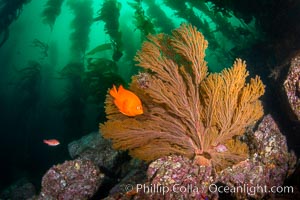 California golden gorgonian on underwater rocky reef, Catalina Island. The golden gorgonian is a filter-feeding temperate colonial species that lives on the rocky bottom at depths between 50 to 200 feet deep. Each individual polyp is a distinct animal, together they secrete calcium that forms the structure of the colony. Gorgonians are oriented at right angles to prevailing water currents to capture plankton drifting by. Catalina Island, California, USA, Muricea californica