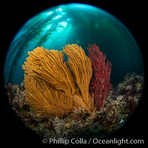 California golden gorgonian under a kelp forest, Catalina Island