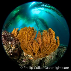 California golden gorgonian under a kelp forest, Catalina Island