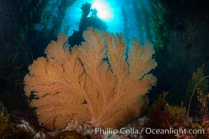 California golden gorgonian on rocky reef, below kelp forest, underwater.  The golden gorgonian is a filter-feeding temperate colonial species that lives on the rocky bottom at depths between 50 to 200 feet deep.  Each individual polyp is a distinct animal, together they secrete calcium that forms the structure of the colony. Gorgonians are oriented at right angles to prevailing water currents to capture plankton drifting by. San Clemente Island, USA, Macrocystis pyrifera, Muricea californica, natural history stock photograph, photo id 23445
