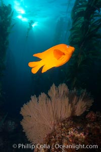 Garibaldi and golden gorgonian, underwater in kelp forest, Hypsypops rubicundus, Muricea californica, San Clemente Island