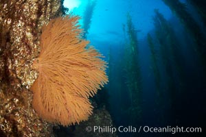 California golden gorgonian on rocky reef, below kelp forest, underwater.  The golden gorgonian is a filter-feeding temperate colonial species that lives on the rocky bottom at depths between 50 to 200 feet deep.  Each individual polyp is a distinct animal, together they secrete calcium that forms the structure of the colony. Gorgonians are oriented at right angles to prevailing water currents to capture plankton drifting by, Macrocystis pyrifera, Muricea californica, San Clemente Island