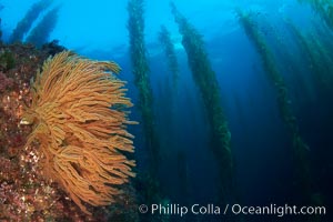 California golden gorgonian on rocky reef, below kelp forest, underwater.  The golden gorgonian is a filter-feeding temperate colonial species that lives on the rocky bottom at depths between 50 to 200 feet deep.  Each individual polyp is a distinct animal, together they secrete calcium that forms the structure of the colony. Gorgonians are oriented at right angles to prevailing water currents to capture plankton drifting by, Macrocystis pyrifera, Muricea californica, San Clemente Island