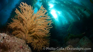 Golden gorgonian and kelp forest, underwater, Muricea californica, Catalina Island