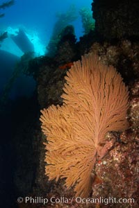 California golden gorgonian on rocky reef, below kelp forest, underwater.  The golden gorgonian is a filter-feeding temperate colonial species that lives on the rocky bottom at depths between 50 to 200 feet deep.  Each individual polyp is a distinct animal, together they secrete calcium that forms the structure of the colony. Gorgonians are oriented at right angles to prevailing water currents to capture plankton drifting by, Muricea californica, San Clemente Island