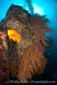 Garibaldi and California golden gorgonians on rocky reef, below kelp forest, underwater.  The golden gorgonian is a filter-feeding temperate colonial species that lives on the rocky bottom at depths between 50 to 200 feet deep.  Each individual polyp is a distinct animal, together they secrete calcium that forms the structure of the colony. Gorgonians are oriented at right angles to prevailing water currents to capture plankton drifting by, Hypsypops rubicundus, Muricea californica, San Clemente Island