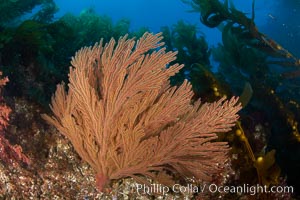 California golden gorgonian on rocky reef, below kelp forest, underwater.  The golden gorgonian is a filter-feeding temperate colonial species that lives on the rocky bottom at depths between 50 to 200 feet deep.  Each individual polyp is a distinct animal, together they secrete calcium that forms the structure of the colony. Gorgonians are oriented at right angles to prevailing water currents to capture plankton drifting by, Macrocystis pyrifera, Muricea californica, San Clemente Island