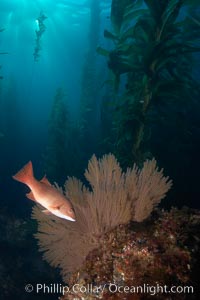 Sheephead and golden gorgonian, underwater in a kelp forest, Muricea californica, Semicossyphus pulcher, San Clemente Island