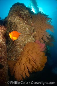 Garibaldi and California golden gorgonians on rocky reef, below kelp forest, underwater.  The golden gorgonian is a filter-feeding temperate colonial species that lives on the rocky bottom at depths between 50 to 200 feet deep.  Each individual polyp is a distinct animal, together they secrete calcium that forms the structure of the colony. Gorgonians are oriented at right angles to prevailing water currents to capture plankton drifting by, Hypsypops rubicundus, Muricea californica, San Clemente Island