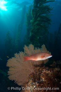 Sheephead and golden gorgonian, underwater in a kelp forest, Muricea californica, Semicossyphus pulcher, San Clemente Island