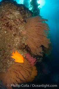 California golden gorgonian on rocky reef, below kelp forest, underwater.  The golden gorgonian is a filter-feeding temperate colonial species that lives on the rocky bottom at depths between 50 to 200 feet deep.  Each individual polyp is a distinct animal, together they secrete calcium that forms the structure of the colony. Gorgonians are oriented at right angles to prevailing water currents to capture plankton drifting by, Hypsypops rubicundus, Muricea californica, San Clemente Island