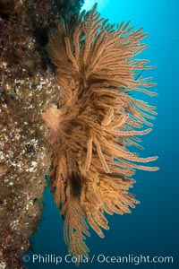 California golden gorgonian on rocky reef, underwater. The golden gorgonian is a filter-feeding temperate colonial species that lives on the rocky bottom at depths between 50 to 200 feet deep. Each individual polyp is a distinct animal, together they secrete calcium that forms the structure of the colony. Gorgonians are oriented at right angles to prevailing water currents to capture plankton drifting by, Muricea californica, San Clemente Island