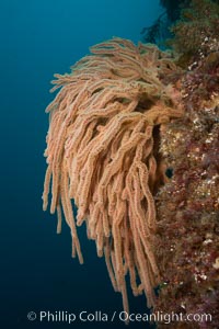 California golden gorgonian on rocky reef, underwater.  The golden gorgonian is a filter-feeding temperate colonial species that lives on the rocky bottom at depths between 50 to 200 feet deep.  Each individual polyp is a distinct animal, together they secrete calcium that forms the structure of the colony. Gorgonians are oriented at right angles to prevailing water currents to capture plankton drifting by, Muricea californica, San Clemente Island