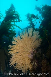 California golden gorgonian on underwater rocky reef below kelp forest, San Clemente Island. The golden gorgonian is a filter-feeding temperate colonial species that lives on the rocky bottom at depths between 50 to 200 feet deep. Each individual polyp is a distinct animal, together they secrete calcium that forms the structure of the colony. Gorgonians are oriented at right angles to prevailing water currents to capture plankton drifting by, San Clemente Island. The golden gorgonian is a filter-feeding temperate colonial species that lives on the rocky bottom at depths between 50 to 200 feet deep. Each individual polyp is a distinct animal, together they secrete calcium that forms the structure of the colony. Gorgonians are oriented at right angles to prevailing water currents to capture plankton drifting by, Muricea californica
