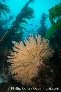 California golden gorgonian on underwater rocky reef below kelp forest, San Clemente Island. The golden gorgonian is a filter-feeding temperate colonial species that lives on the rocky bottom at depths between 50 to 200 feet deep. Each individual polyp is a distinct animal, together they secrete calcium that forms the structure of the colony. Gorgonians are oriented at right angles to prevailing water currents to capture plankton drifting by, San Clemente Island. The golden gorgonian is a filter-feeding temperate colonial species that lives on the rocky bottom at depths between 50 to 200 feet deep. Each individual polyp is a distinct animal, together they secrete calcium that forms the structure of the colony. Gorgonians are oriented at right angles to prevailing water currents to capture plankton drifting by, Muricea californica