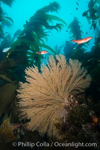 California golden gorgonian on underwater rocky reef, San Clemente Island. The golden gorgonian is a filter-feeding temperate colonial species that lives on the rocky bottom at depths between 50 to 200 feet deep. Each individual polyp is a distinct animal, together they secrete calcium that forms the structure of the colony. Gorgonians are oriented at right angles to prevailing water currents to capture plankton drifting by, Muricea californica