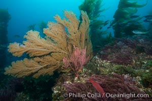 California golden gorgonian on underwater rocky reef below kelp forest, San Clemente Island. The golden gorgonian is a filter-feeding temperate colonial species that lives on the rocky bottom at depths between 50 to 200 feet deep. Each individual polyp is a distinct animal, together they secrete calcium that forms the structure of the colony. Gorgonians are oriented at right angles to prevailing water currents to capture plankton drifting by, San Clemente Island. The golden gorgonian is a filter-feeding temperate colonial species that lives on the rocky bottom at depths between 50 to 200 feet deep. Each individual polyp is a distinct animal, together they secrete calcium that forms the structure of the colony. Gorgonians are oriented at right angles to prevailing water currents to capture plankton drifting by